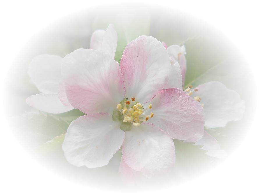 Apple Blossom Photograph by Judy Hall-Folde