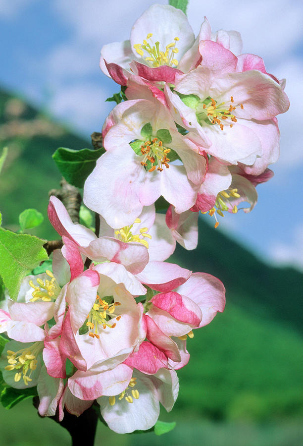 Apple Blossom (malus Domestica) Photograph by Bruno Petriglia/science Photo Library