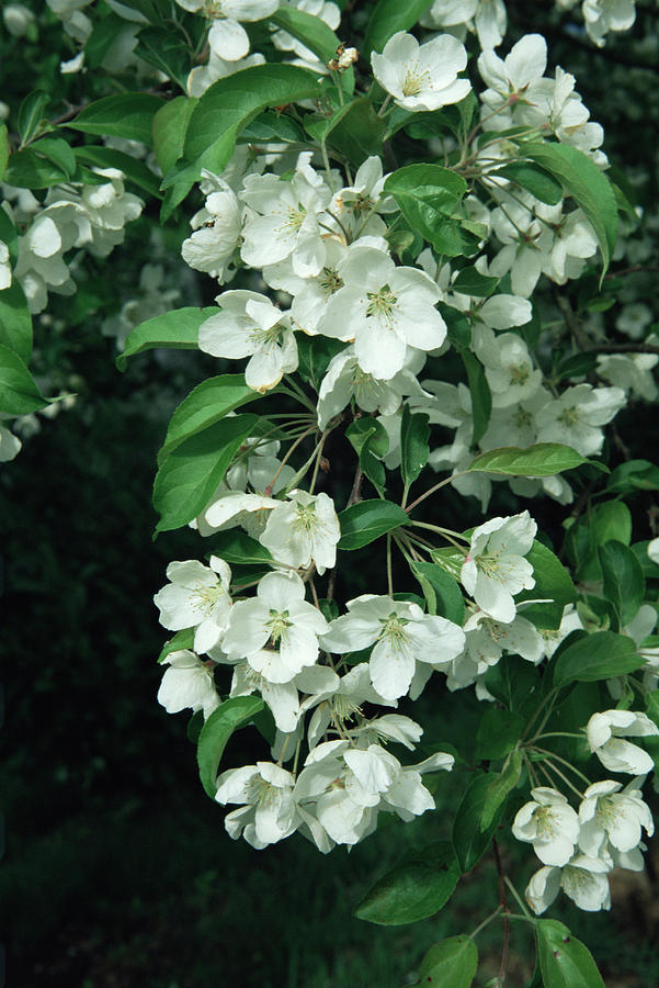 Apple Blossom (malus Sp.) Photograph by Jim D Saul/science Photo Library