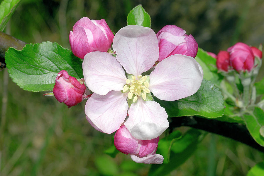 Apple Blossom (malus Sp.) Photograph by Sinclair Stammers/science Photo Library