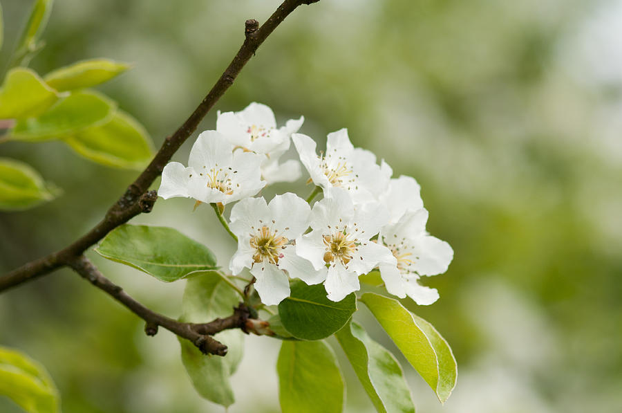 Apple blossom Photograph by Matthias Hauser
