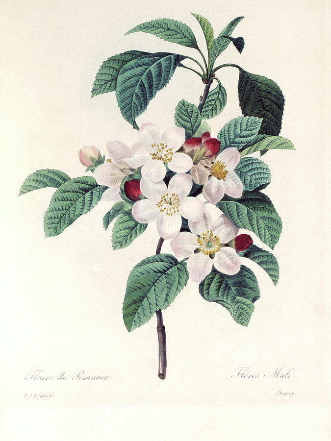 Apple Blossom Photograph by Natural History Museum, London/science Photo Library
