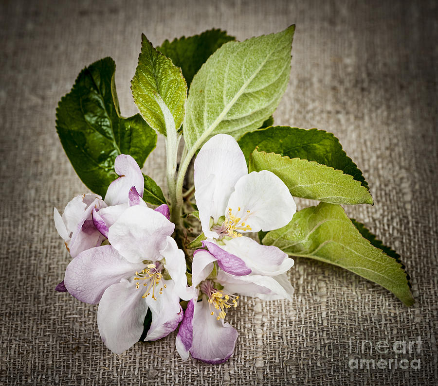 Flower Photograph - Apple blossom on linen by Elena Elisseeva