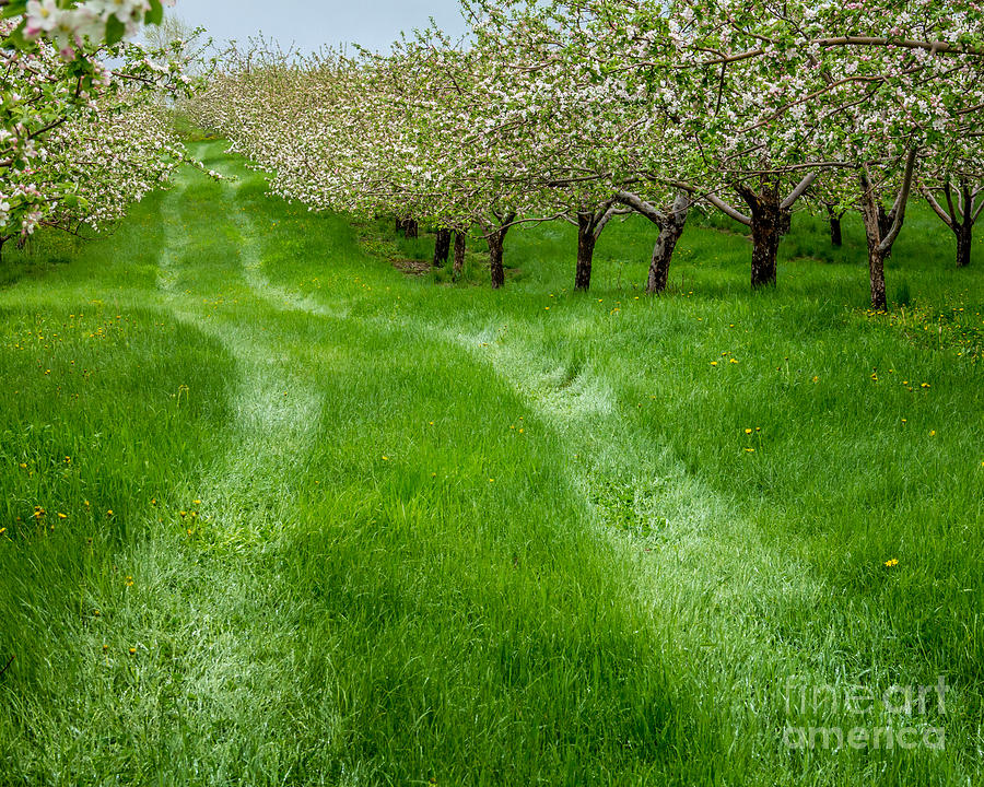 Apple Blossom Path Photograph by Susan Cole Kelly