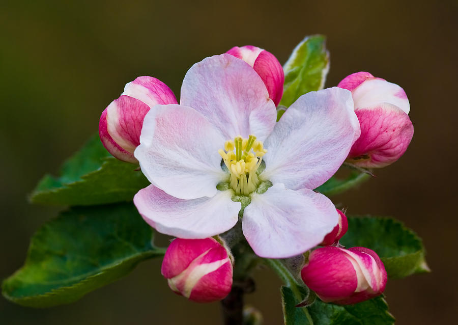Apple blossom Photograph by Pete Hemington