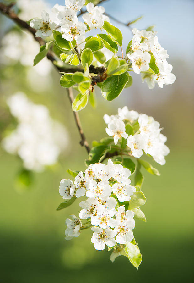 Up Movie Photograph - Apple blossom season by Matthias Hauser