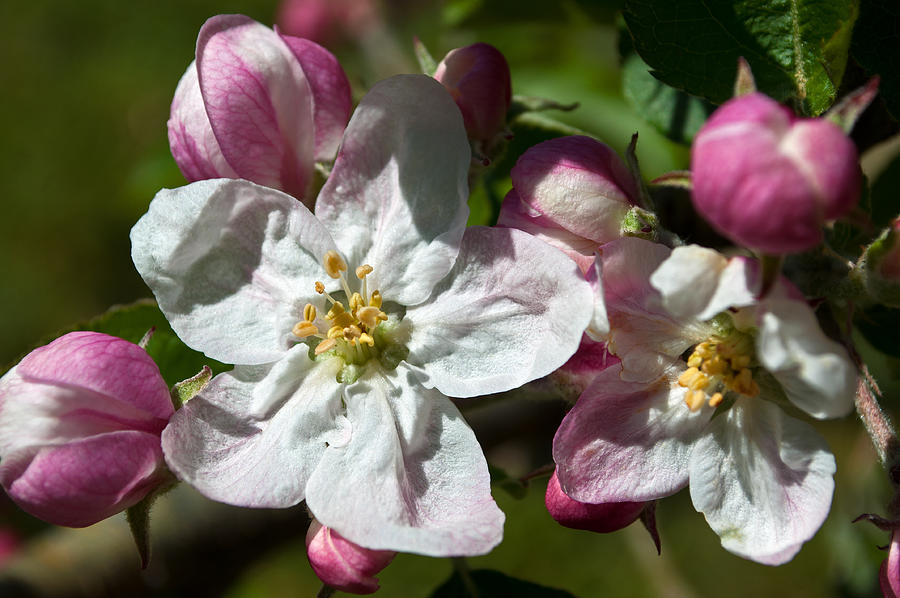 Apple Blossom Photograph by Tikvahs Hope