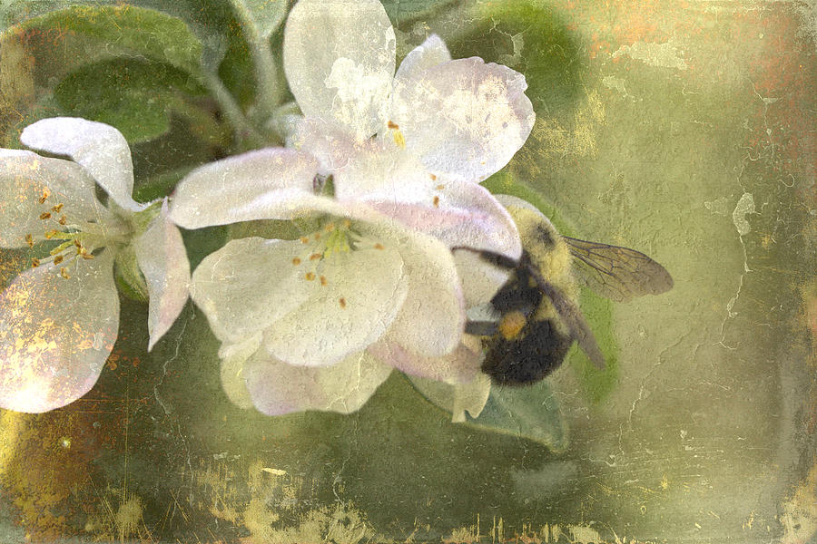 Apple Blossom Time - Bee Included Photograph by Carol Senske