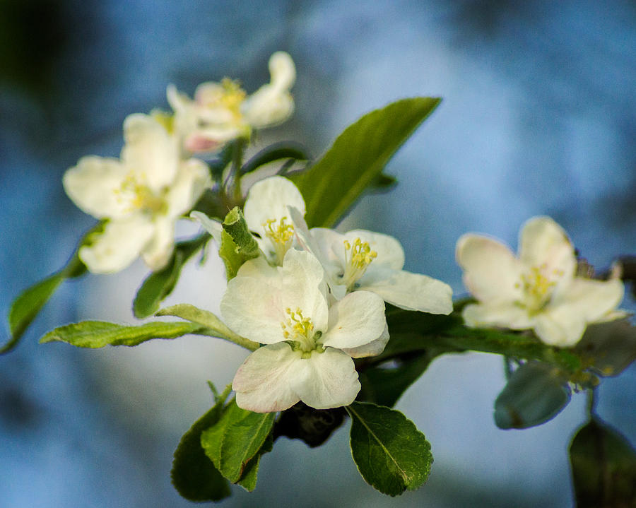 Apple Blossom Time Photograph by Bill Pevlor