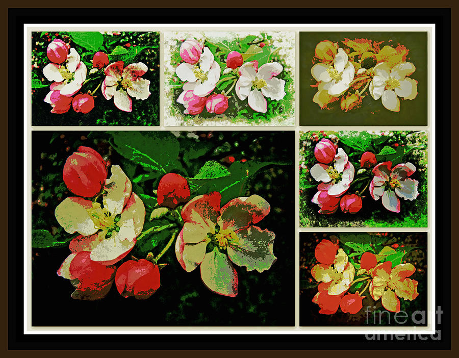Apple Blossom Time Photograph by Carol Senske