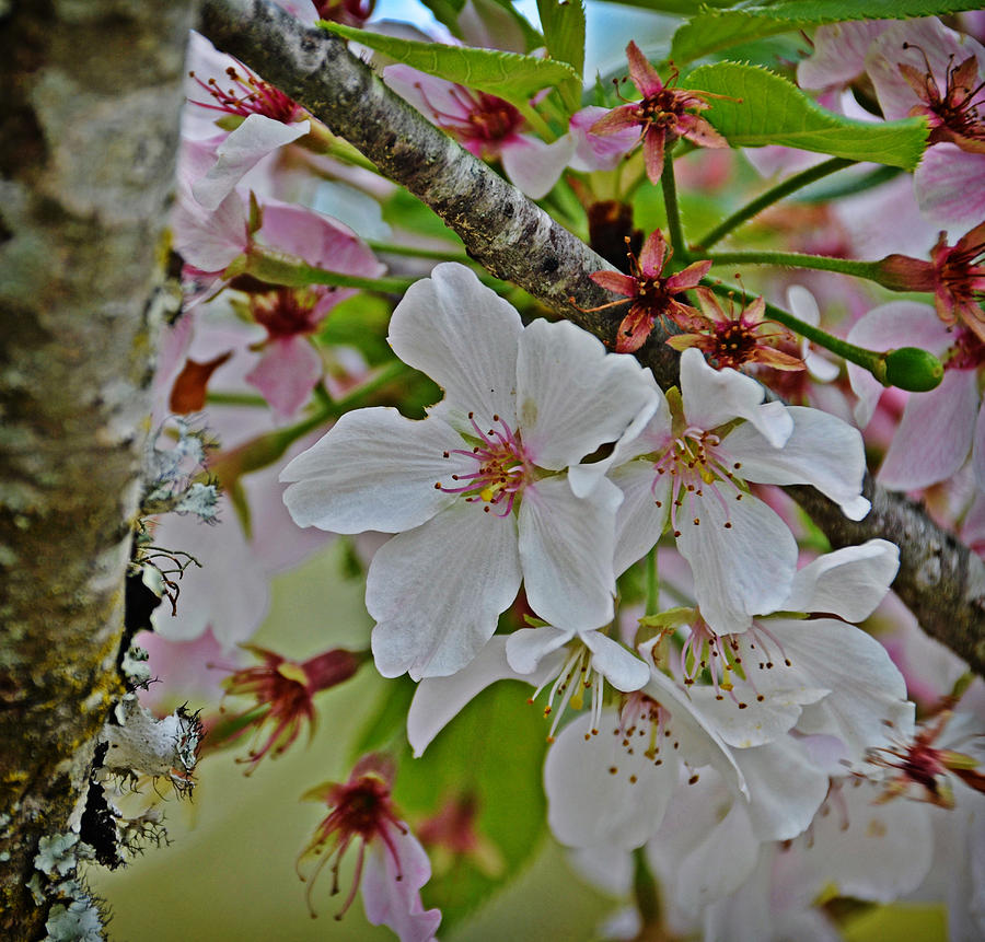 Apple Blossom Time Photograph by Linda Brown