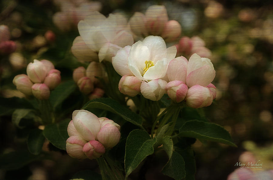 Apple Blossom Time Photograph by Mary Machare