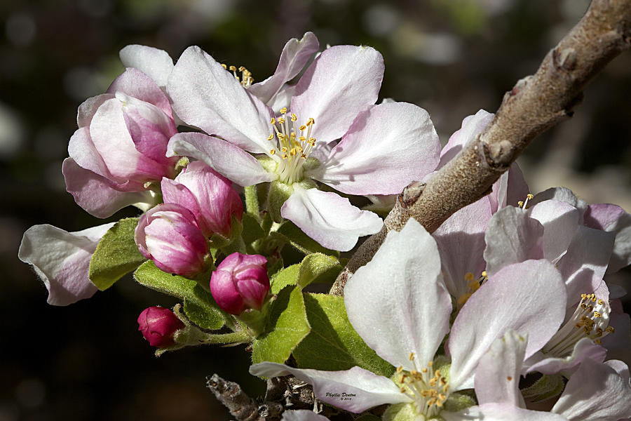 Apple Blossom Time Photograph by Phyllis Denton