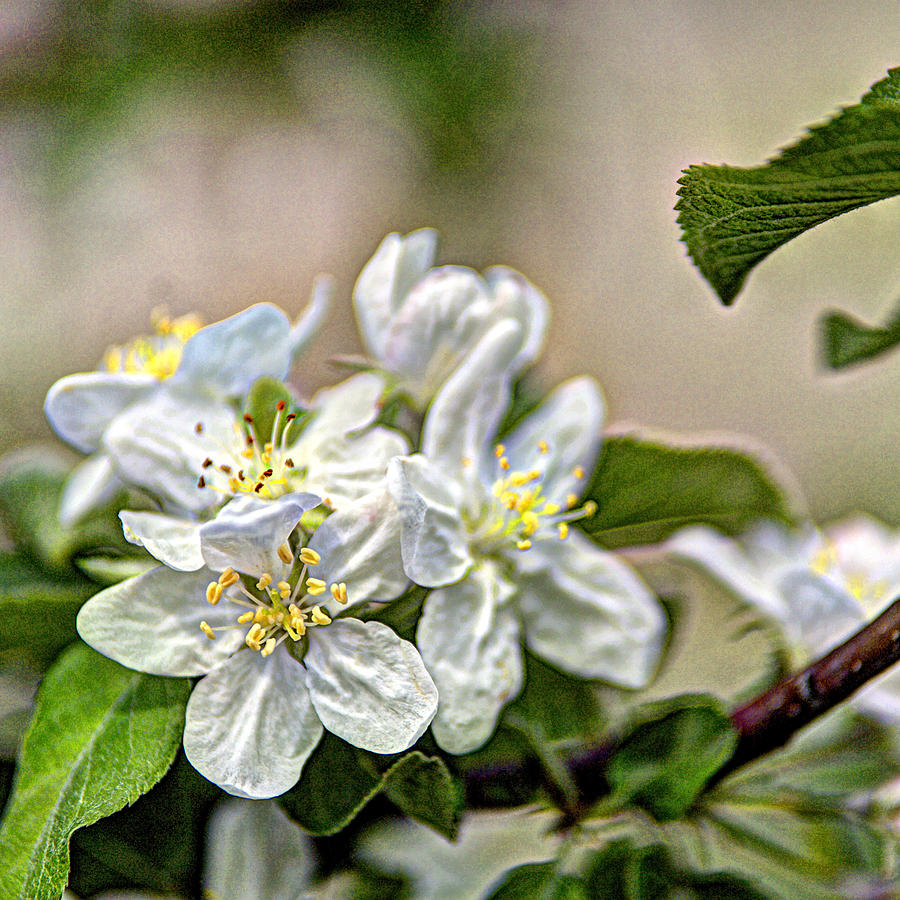 Apple Blossom Time Photograph by Roger Passman