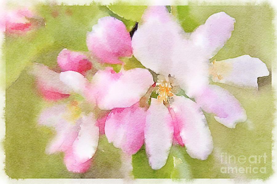 Apple Blossom Watercolour Painting By Ann Garrett Fine Art America