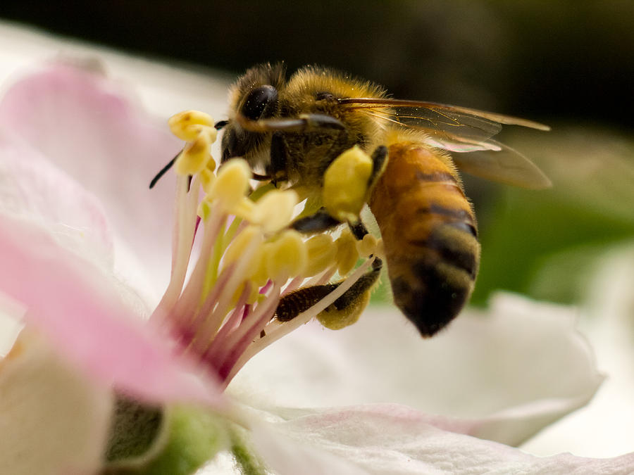 Flower Photograph - Apple Blossom with Bee by Carl Engman Flower Photograph - Apple Blossom with Bee by Carl Engman