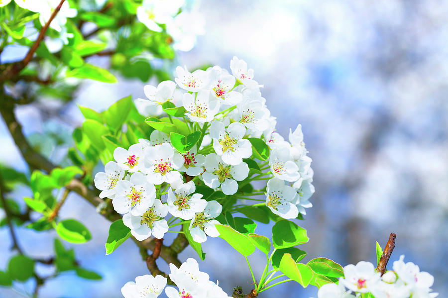 Apple Blossom Photograph by Wladimir Bulgar