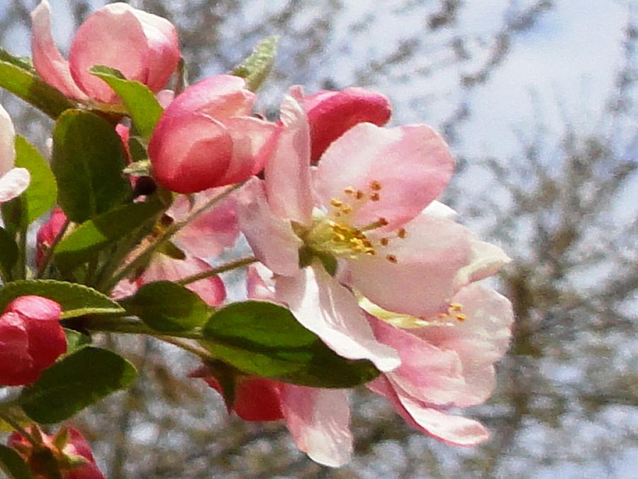 Apple Blossoms 1 Photograph by Lena Hatch
