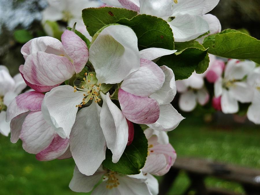 Apple Blossoms 2 Photograph by VLee Watson - Pixels