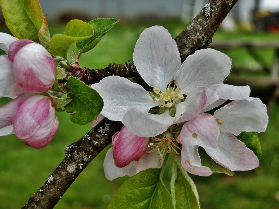 Apple Blossoms 3 Photograph by VLee Watson