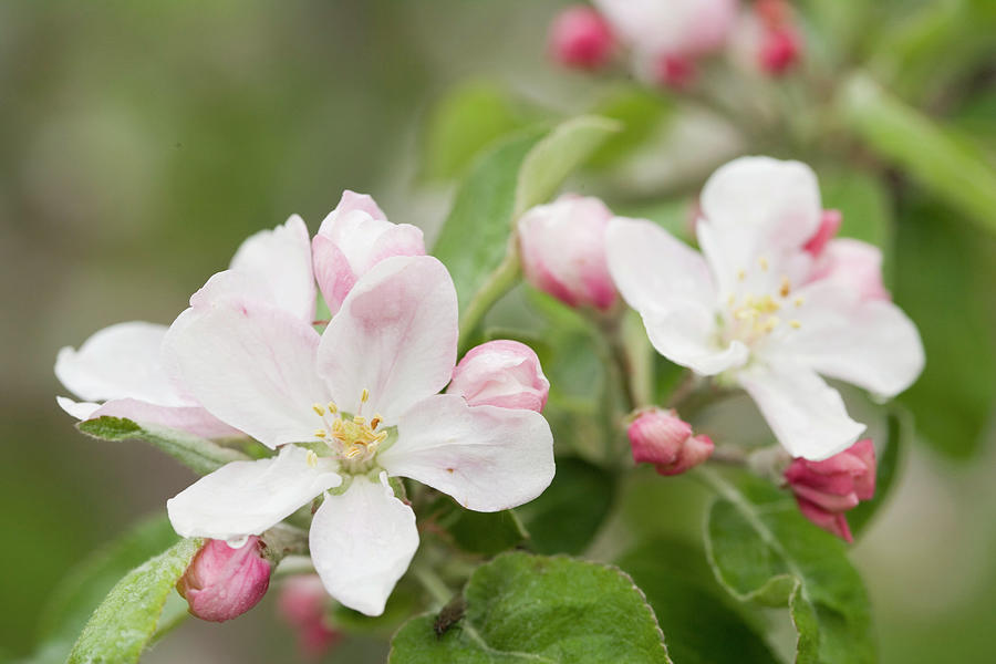 Apple Blossoms And Buds In The Spring Photograph by Science Stock Photography/science Photo Library