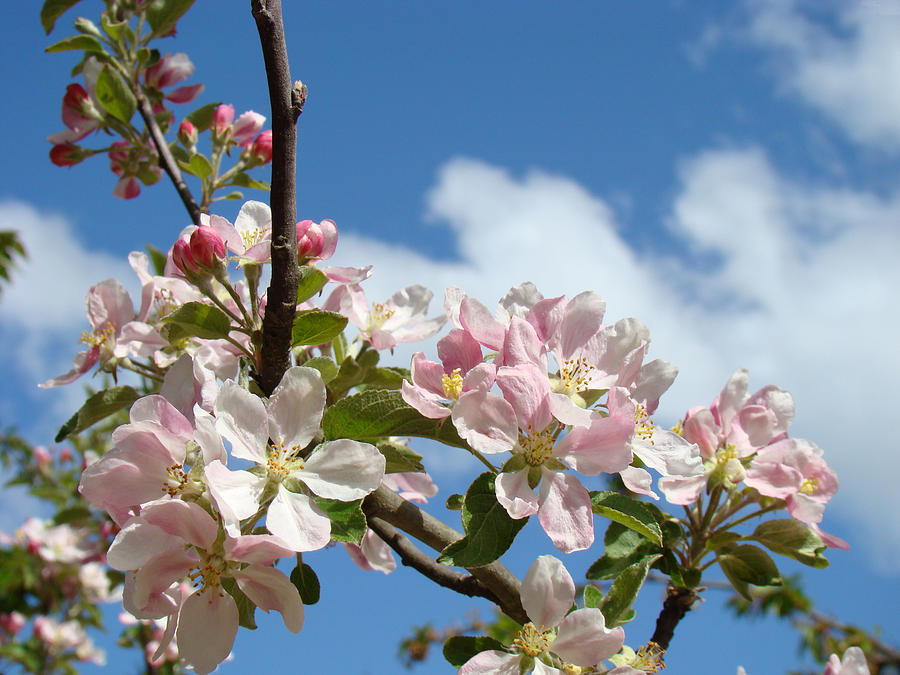 Apple Blossoms Art Prints Blue Sky Spring Flowers Photograph