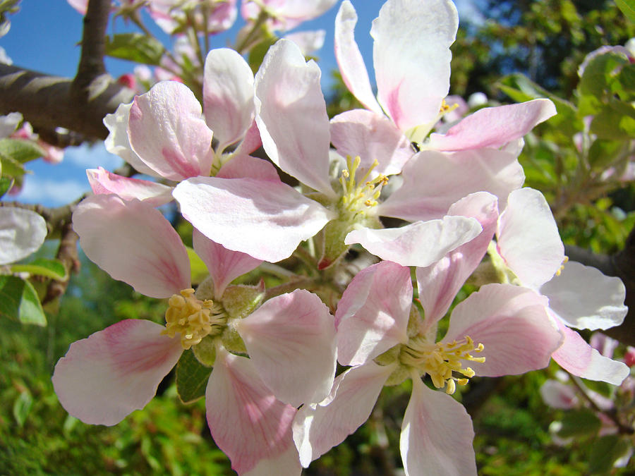 Apple Blossoms Art Prints Spring Trees Photograph by Baslee Troutman