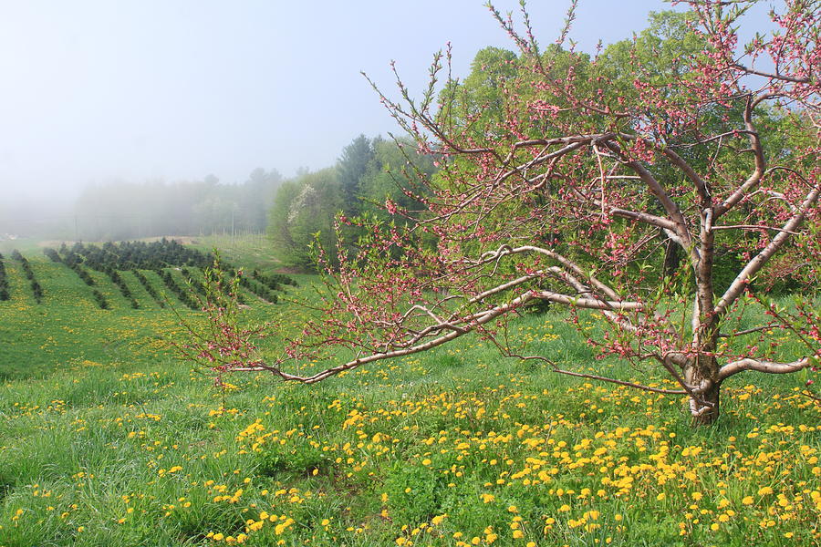 Apple Blossoms at Field Edge Photograph by John Burk