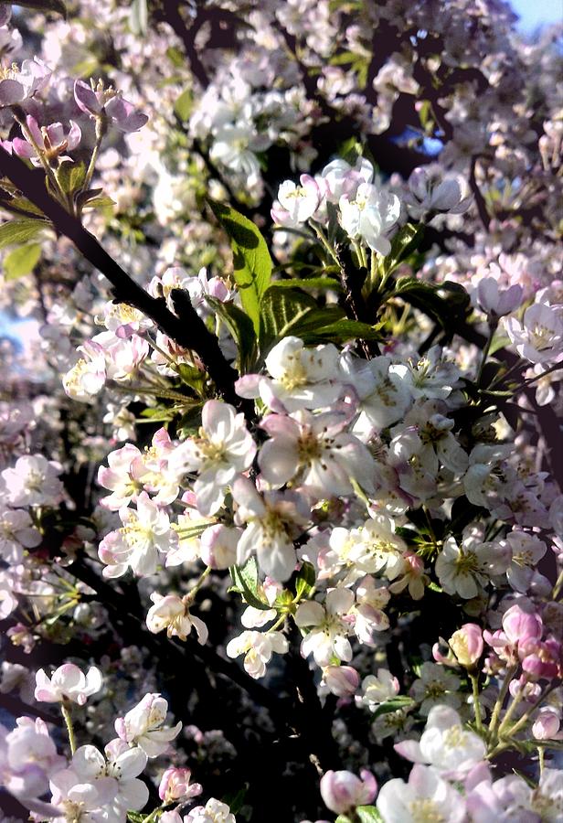 Spring Pyrography - Apple Blossoms by Bobbie Urbanczyk