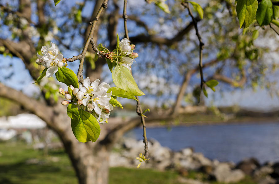 Apple Blossoms by the Hudson River Photograph by Marianne Campolongo