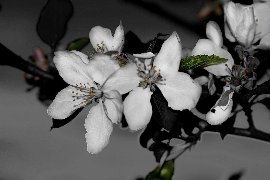 Apple BLossoms Photograph by David Yocum
