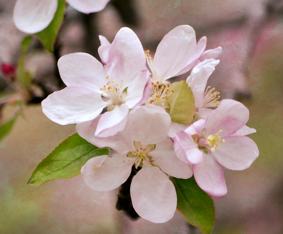 Apple Blossoms Photograph by Deena Stoddard