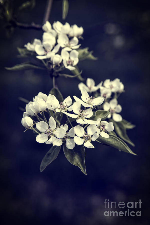 Apple Blossoms Photograph by Edward Fielding