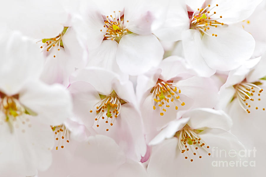 Flower Photograph - Apple blossoms 1 by Elena Elisseeva