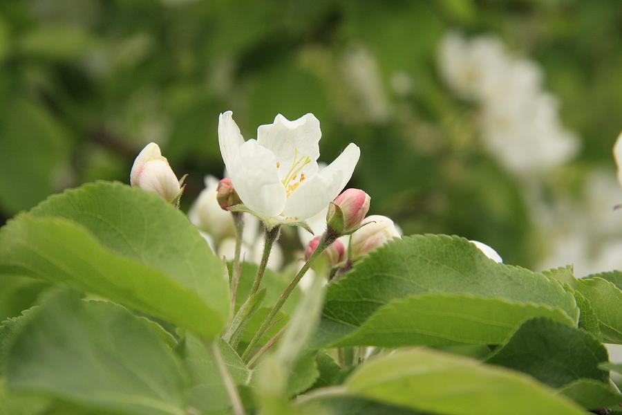 Apple Blossoms Photograph by Ellery Russell