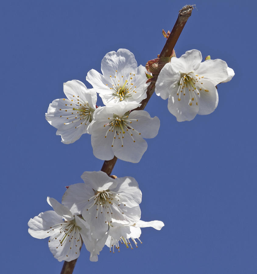 Apple blossoms Photograph by Elvira Butler