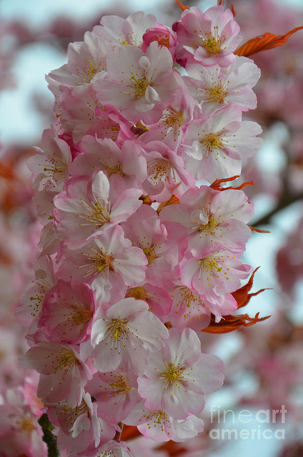Apple blossoms Photograph by Frank Larkin