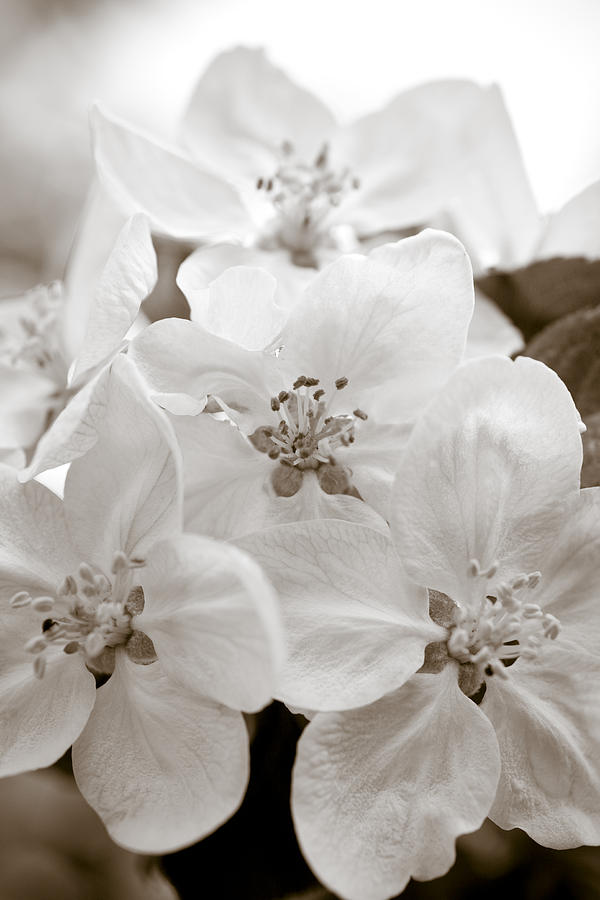 Flower Photograph - Apple Blossoms by Frank Tschakert