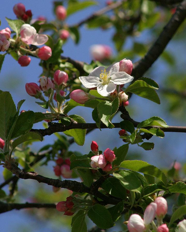 Apple Blossoms Photograph by Henry Kowalski