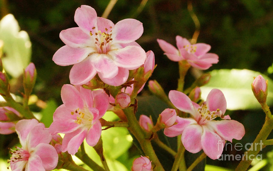 Apple Blossoms I Photograph by Cassandra Buckley