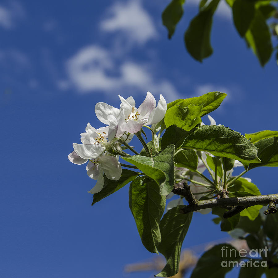 Apple Blossoms In Blue Photograph by Bruno Santoro