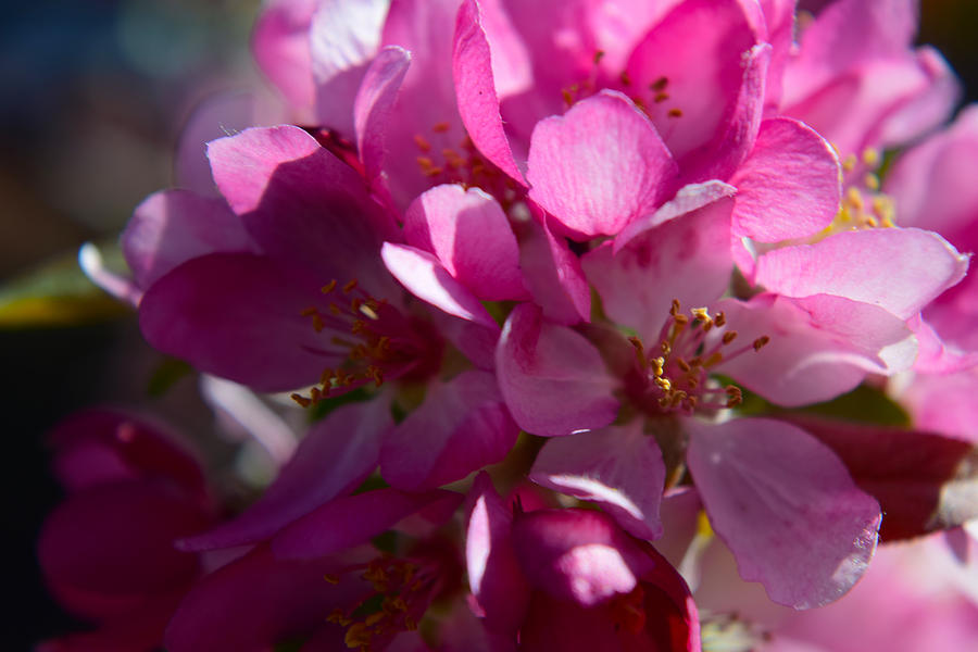 Apple Blossoms In Spring Photograph by Frank Wilson