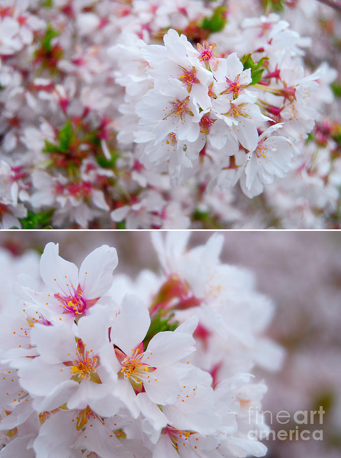 Apple Blossoms in Spring Photograph by Sabine Jacobs