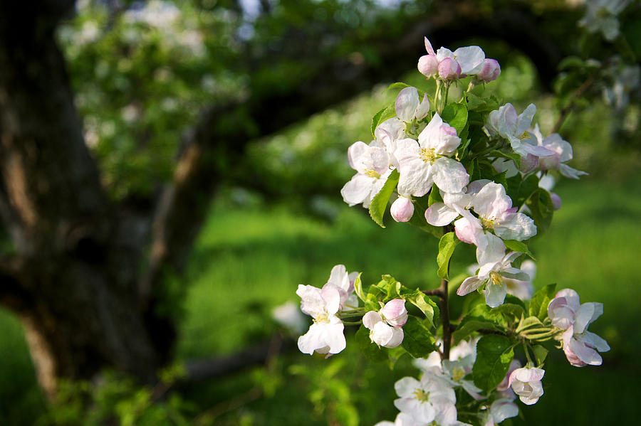 Apple Blossoms in the Orchard Photograph by Mary Lee Dereske