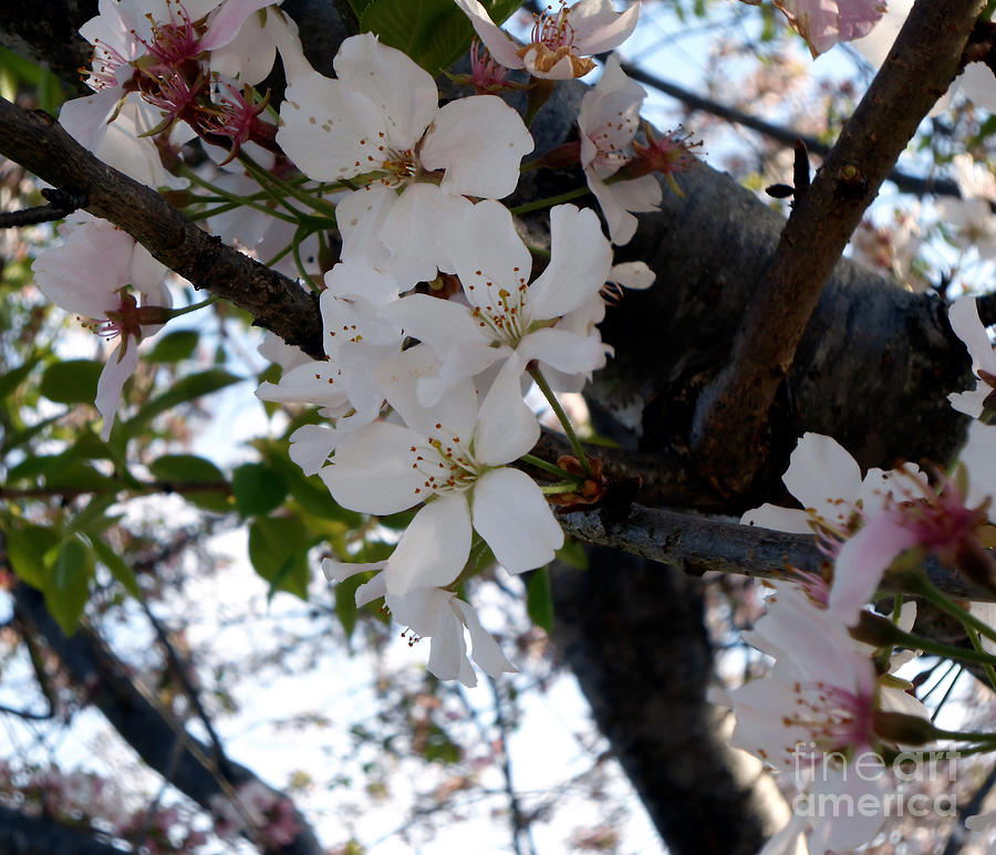 Apple Blossoms in the Spring Photograph by Eva Thomas - Fine Art America