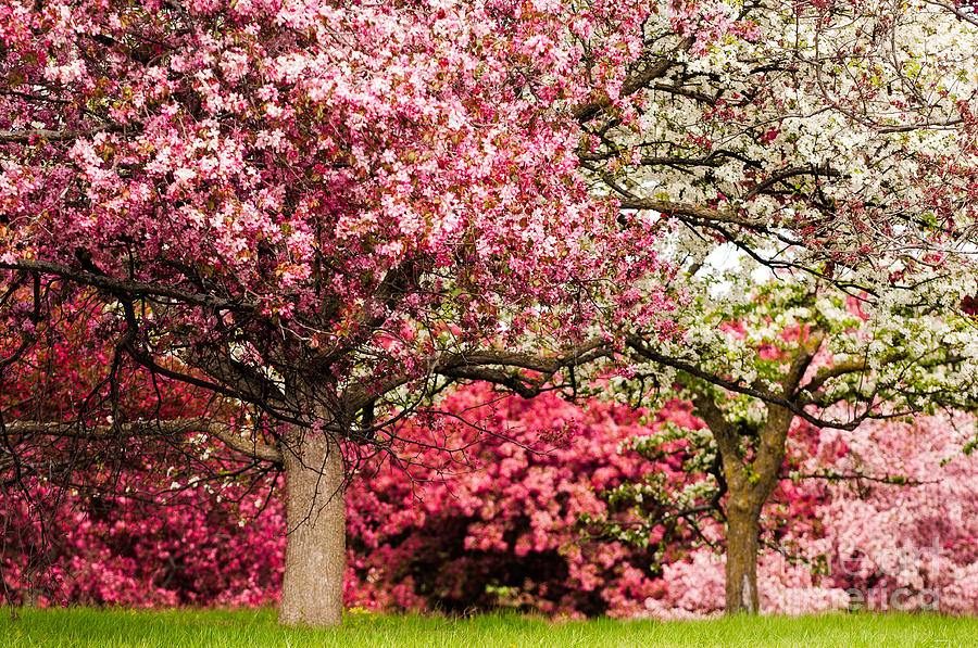 University Of Minnesota Photograph - Apple Blossoms by Joe Mamer