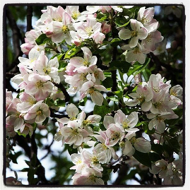 Spring Photograph - Apple Blossoms by Julie Van der Wekken