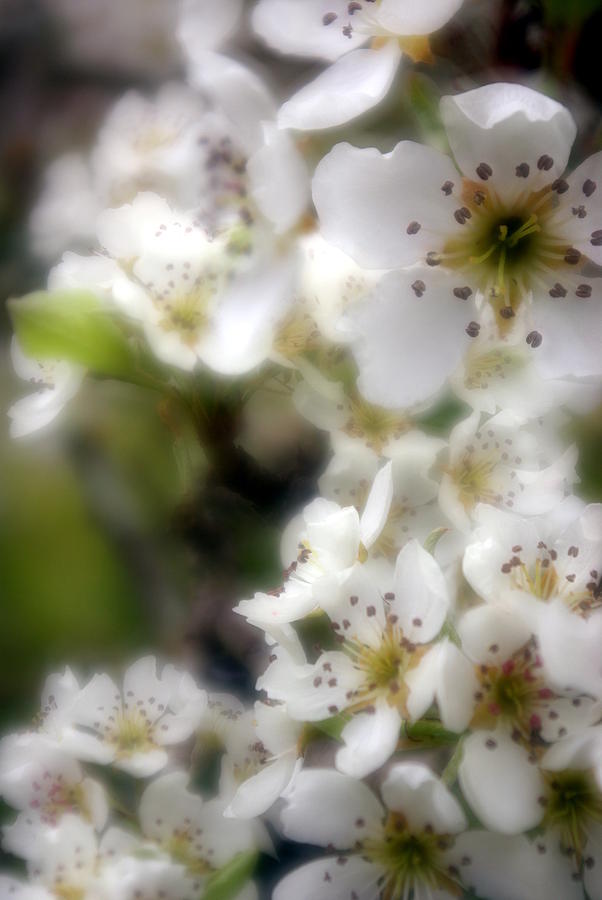 Apple Blossoms Photograph by Ken Dietz