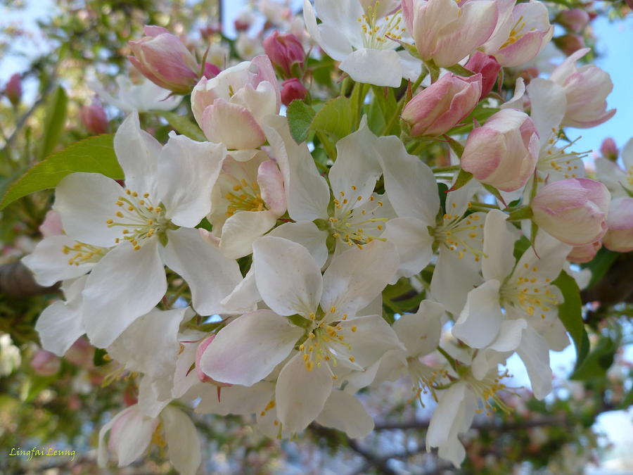 Apple Blossoms Photograph by Lingfai Leung