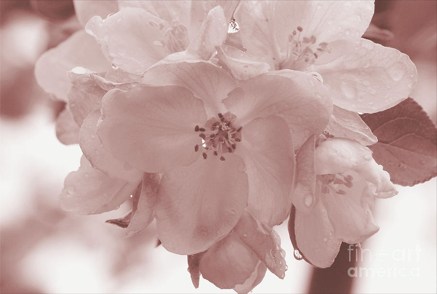 Flower Photograph - Apple blossoms macro in sepia by Luv Photography